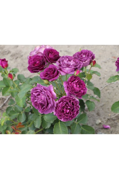 Троянда Мінерва  - махрові темно-фіолетові квіти